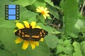 Scene 23_hssflight_Anthanasa drusilla on flower